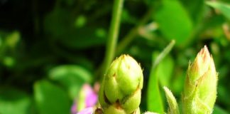 Un protecteur du foie, le desmodium Le desmodium pour soigner le foie