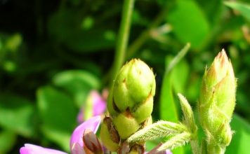 Un protecteur du foie, le desmodium Le desmodium pour soigner le foie