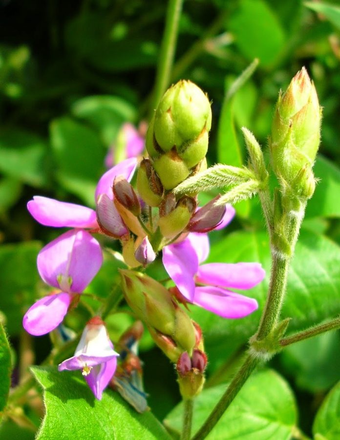 Le desmodium pour soigner le foie