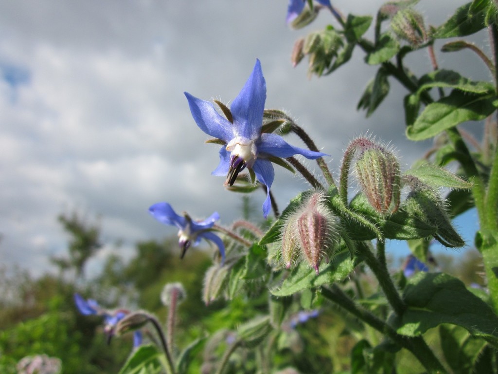 tisane de bourrache dépurative du sang