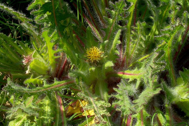 tisane de chardon bénit : dépurative pour nettoyer le sang