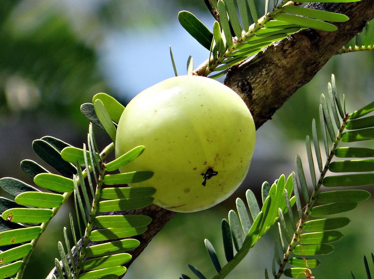 amla ou Phyllanthus Emblica plante ayurvédique