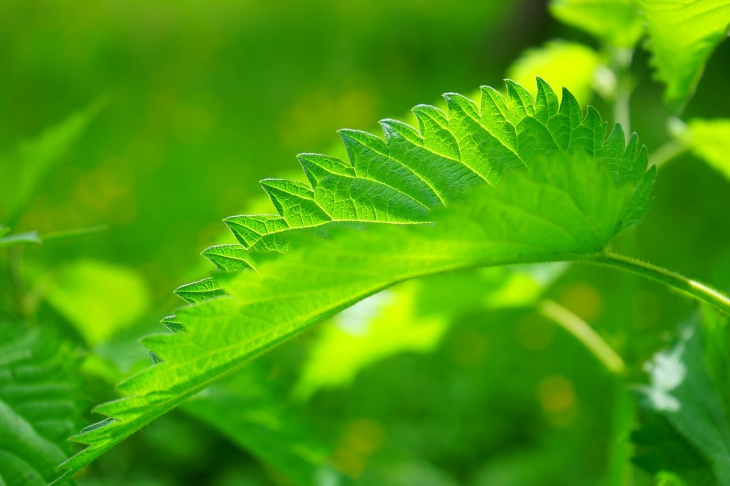 tisane d'ortie dépurative du sang