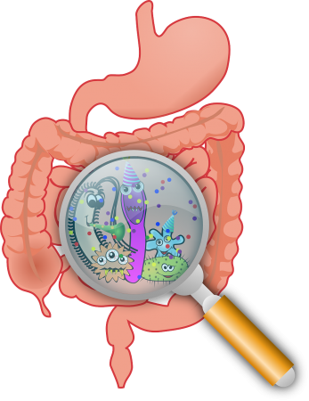 nourrir la flore intestinale pour éviter la constipation