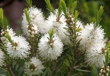 La mélaleuque, la meilleure des huiles essentielles huile essentielle de melaleuca alternifolia ou tea tree