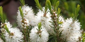 La mélaleuque, la meilleure des huiles essentielles huile essentielle de melaleuca alternifolia ou tea tree