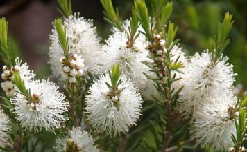La mélaleuque, la meilleure des huiles essentielles huile essentielle de melaleuca alternifolia ou tea tree