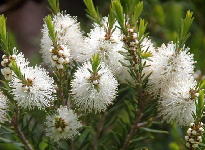 huile essentielle de melaleuca alternifolia ou tea tree