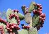 Le nopal, votre atout  pour les grandes occasions nopal bio pour le contrôle de la glycémie et éviter l'assimilation des graisses