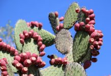 Le nopal, votre atout pour les grandes occasions nopal bio pour le contrôle de la glycémie et éviter l'assimilation des graisses