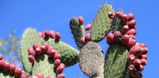 Le nopal, votre atout pour les grandes occasions nopal bio pour le contrôle de la glycémie et éviter l'assimilation des graisses