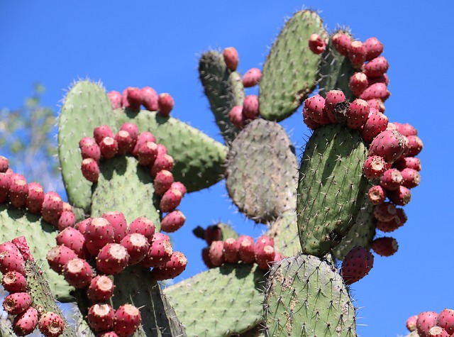 nopal bio pour le contrôle de la glycémie et éviter l'assimilation des graisses