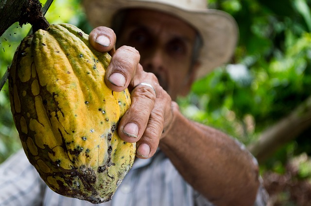 les bienfaits du cacao cru bio