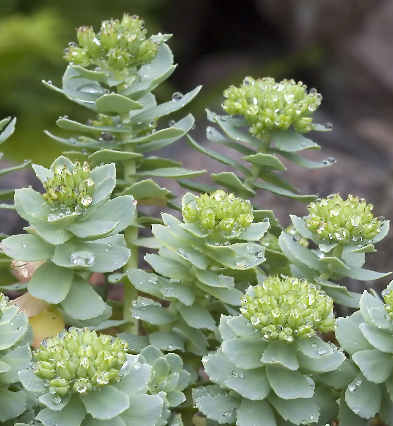 Родиола розовая Rhodiola rosea. Очиток многостебельный. Очиток изумрудный. Золотой корень родиола.