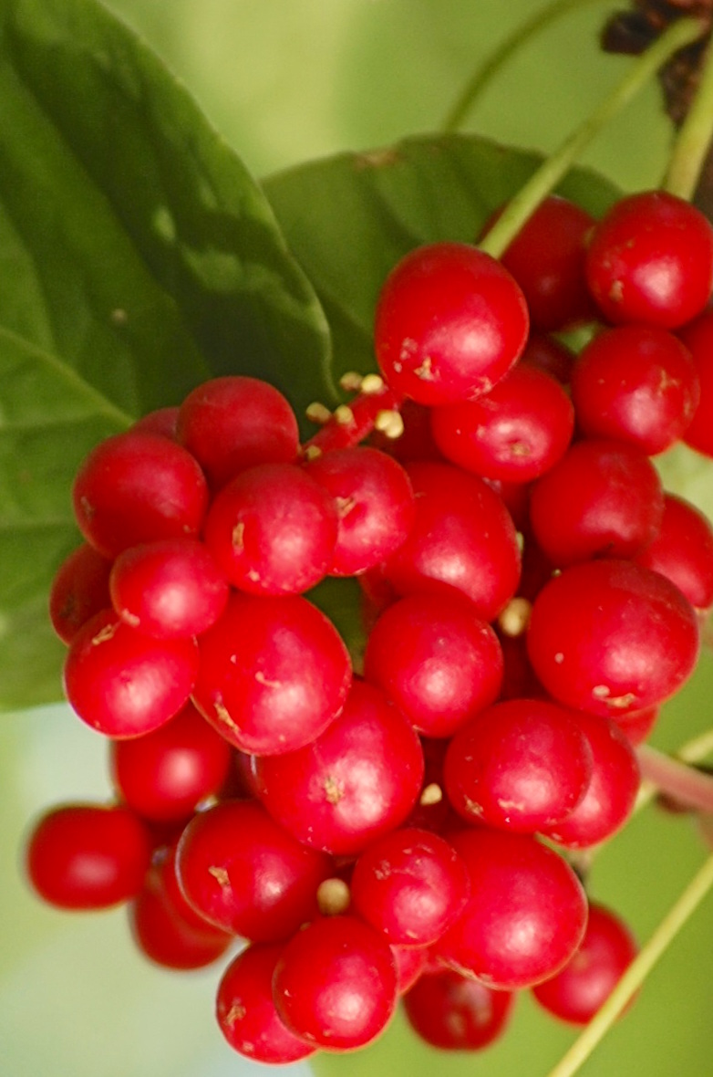 Schisandra adaptogène anti-stress et bienfaits sur la santé