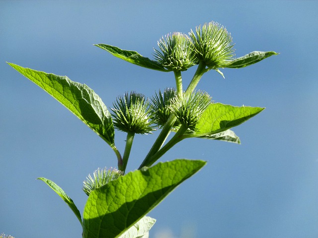 arctium lappa ou bardane pour soigner furoncle et infection de peau