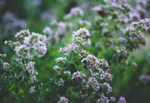 L’arme ultime contre la gastro L'origan pour soigner les infections