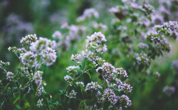 L’arme ultime contre la gastro L'origan pour soigner les infections