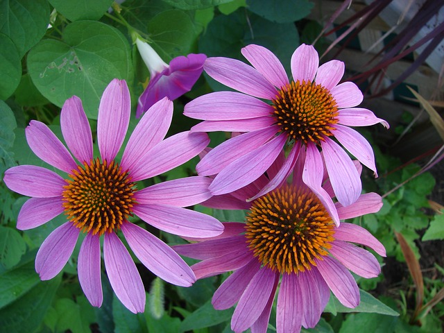 teinture-mère d'echinacea pour soigner les furoncles