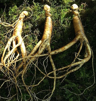 ginseng adaptogène anti-stress naturel