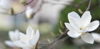 Les adaptogènes anti-stress : mode d’emploi extrait de magnolia adaptogène anti-stress