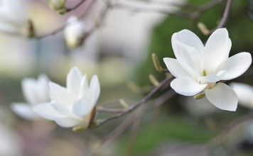 Les adaptogènes anti-stress : mode d’emploi extrait de magnolia adaptogène anti-stress