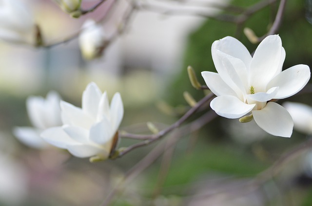 extrait de magnolia adaptogène anti-stress
