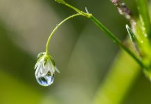 Les eaux de plantes, un remède immémorial les eaux de plantes de la phytothérapie traditionnelle