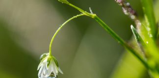 Les eaux de plantes, un remède immémorial les eaux de plantes de la phytothérapie traditionnelle