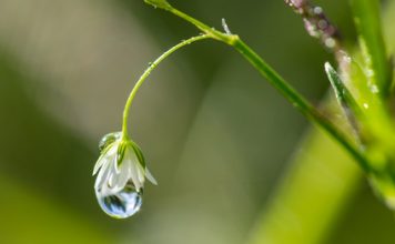 Les eaux de plantes, un remède immémorial les eaux de plantes de la phytothérapie traditionnelle