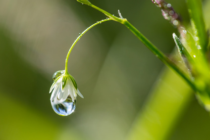 les eaux de plantes de la phytothérapie traditionnelle