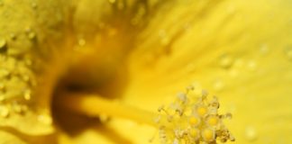 Le pollen frais, bien plus qu’un super aliment ! pollen frais congelé, un super aliment pour votre santé