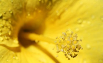 Le pollen frais, bien plus qu’un super aliment ! pollen frais congelé, un super aliment pour votre santé