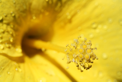 pollen frais congelé, un super aliment pour votre santé