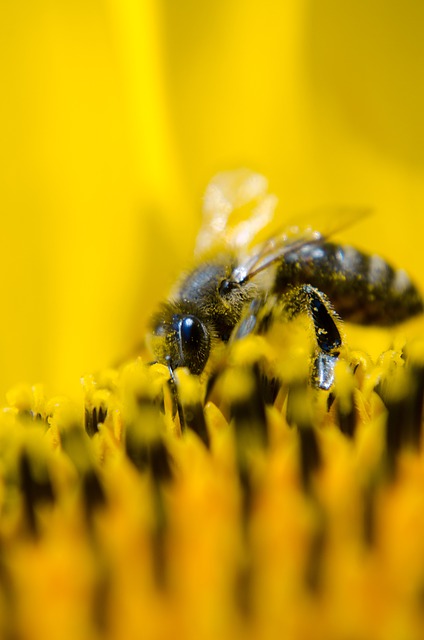 bienfaits du pollen frais