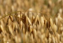 Pour se réchauffer le matin : Le Flocon d’avoine le flocon d'avoine pour un petit déjeuner sain