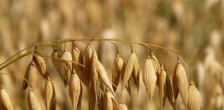 Pour se réchauffer le matin : Le Flocon d’avoine le flocon d'avoine pour un petit déjeuner sain