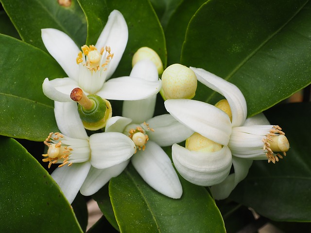 eau de fleur d'oranger