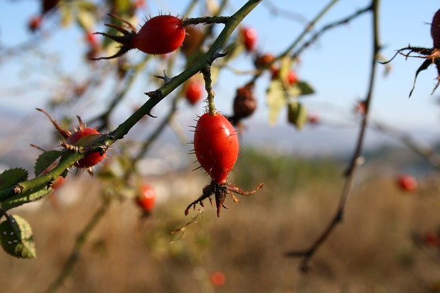 le cynorrhodon, un super fruit bourré de vitamines