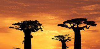 L’arbre de vie vous offre ses fruits bienfaits de la pulpe du fruit du baobab