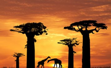 L’arbre de vie vous offre ses fruits bienfaits de la pulpe du fruit du baobab