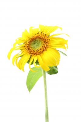 tournesol fleur comestible