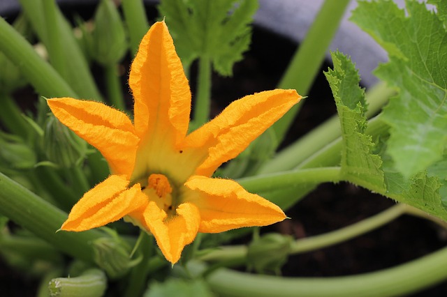 recette de beignets de fleur de courgette