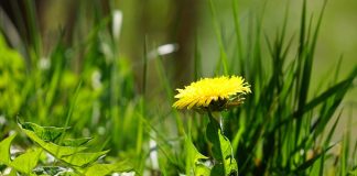 Un masque clarifiant pour toutes les peaux masque au pissenlit et à l'argile clarifiant