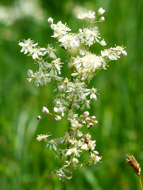 reine des prés plante drainante