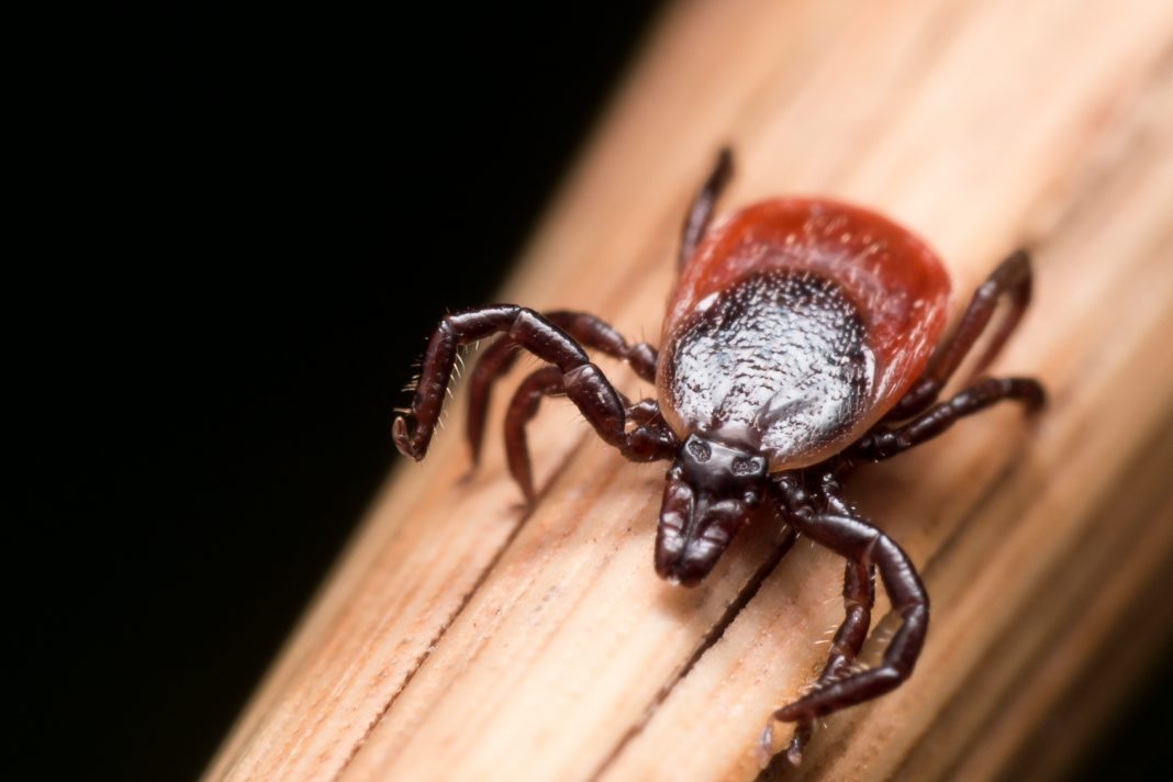 Maladie de Lyme : dépistage, prévention et soins naturels