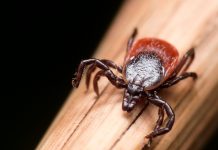 La maladie de Lyme : dépistage, prévention et soins naturels