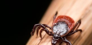 La maladie de Lyme : dépistage, prévention et soins naturels