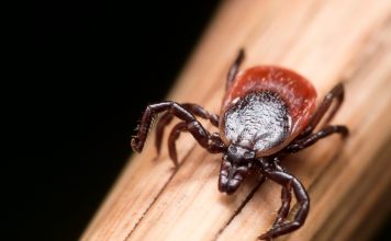 La maladie de Lyme : dépistage, prévention et soins naturels