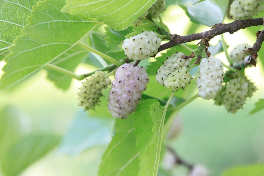les mulberries ou mûres blanches, des super fruits étonnants les mulberries ou mûres blanches, des super fruits étonnants